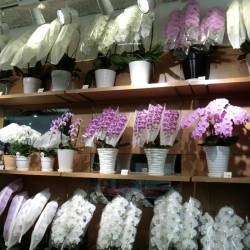 東京都港区の花屋　東京ガーデン