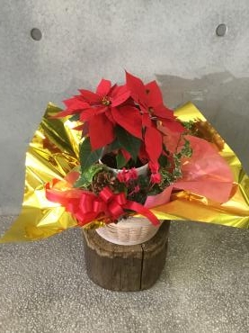 クリスマスの寄せ鉢ギフト♪｜「東京ガーデン」　（東京都港区の花キューピット加盟店 花屋）のブログ