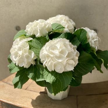 さわやかな白色が眩しい*アジサイの花鉢｜「東京ガーデン」　（東京都港区の花キューピット加盟店 花屋）のブログ