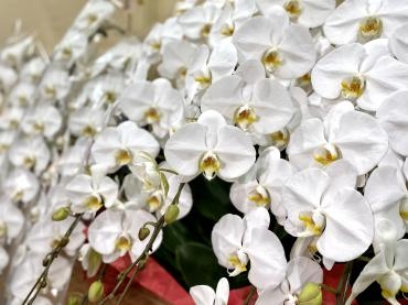 東京港区で胡蝶蘭を贈るなら"東京ガーデン"におまかせください｜「東京ガーデン」　（東京都港区の花キューピット加盟店 花屋）のブログ