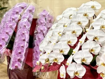 胡蝶蘭を贈るなら【東京ガーデン】にお任せください！｜「東京ガーデン」　（東京都港区の花キューピット加盟店 花屋）のブログ