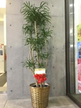 【開店祝・移転祝】観葉植物【ご自宅にも】|「東京ガーデン」　（東京都港区の花屋）のブログ